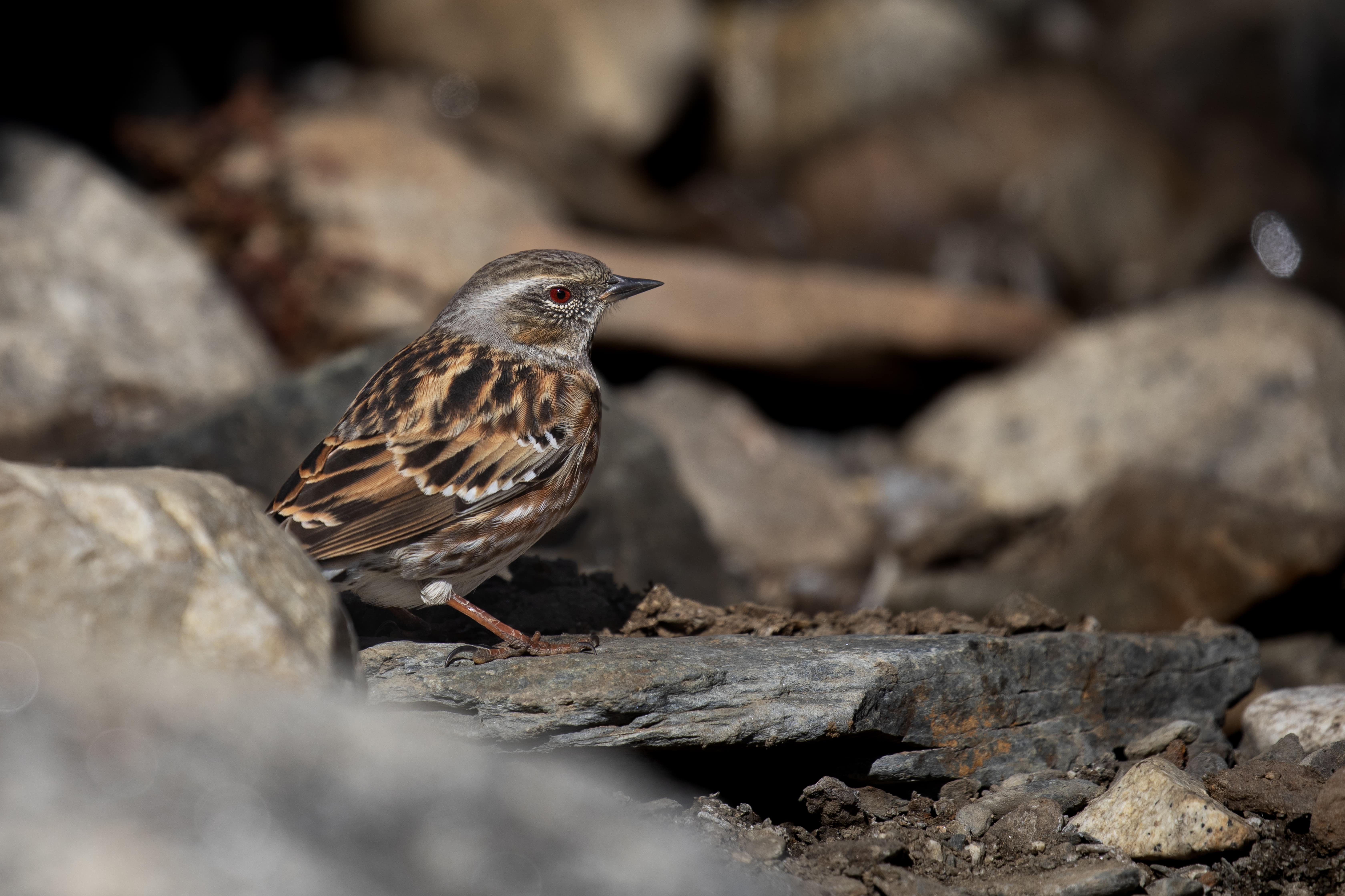 Altai Accentor